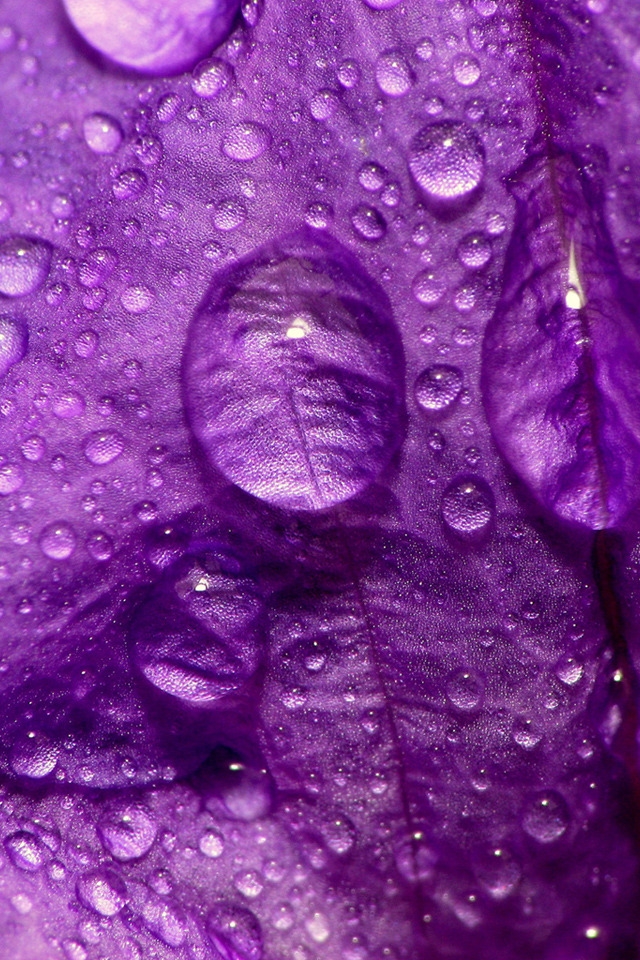 Purple Flower Close Up for 640 x 960 iPhone 4 resolution