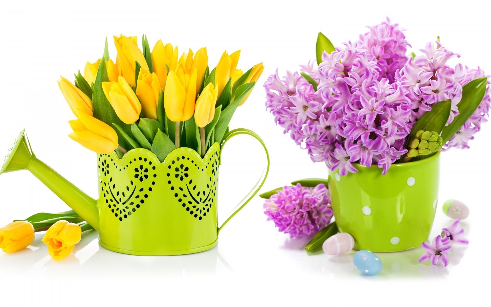 Purple Lilac and Yellow Tulips for 1680 x 1050 widescreen resolution