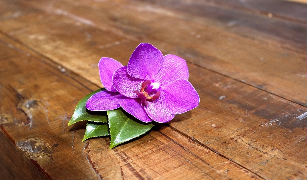 Purple Orchid for 1024 x 600 widescreen resolution