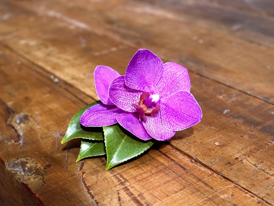 Purple Orchid for 1152 x 864 resolution