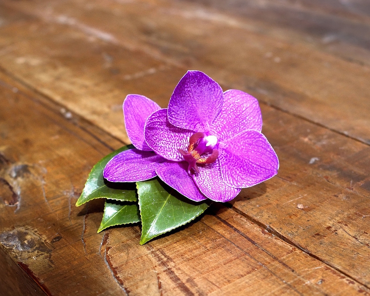 Purple Orchid for 1280 x 1024 resolution