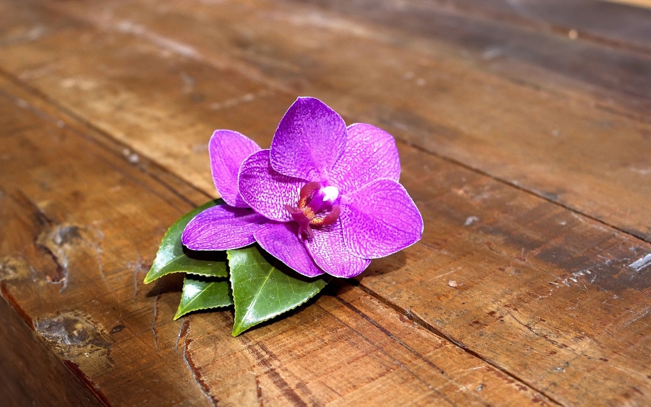 Purple Orchid for 1280 x 800 widescreen resolution