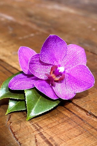 Purple Orchid for 320 x 480 iPhone resolution