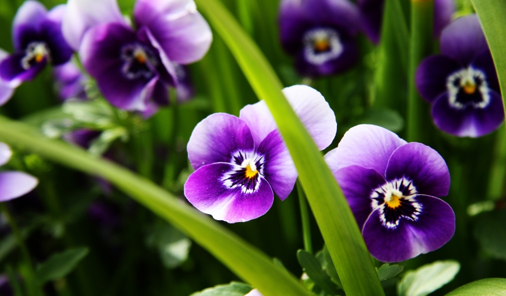 Purple Pansies for 1024 x 600 widescreen resolution