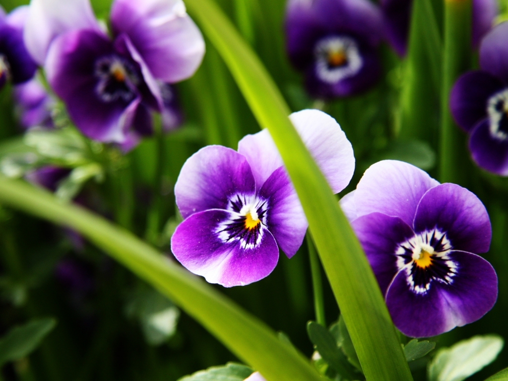 Purple Pansies for 1024 x 768 resolution