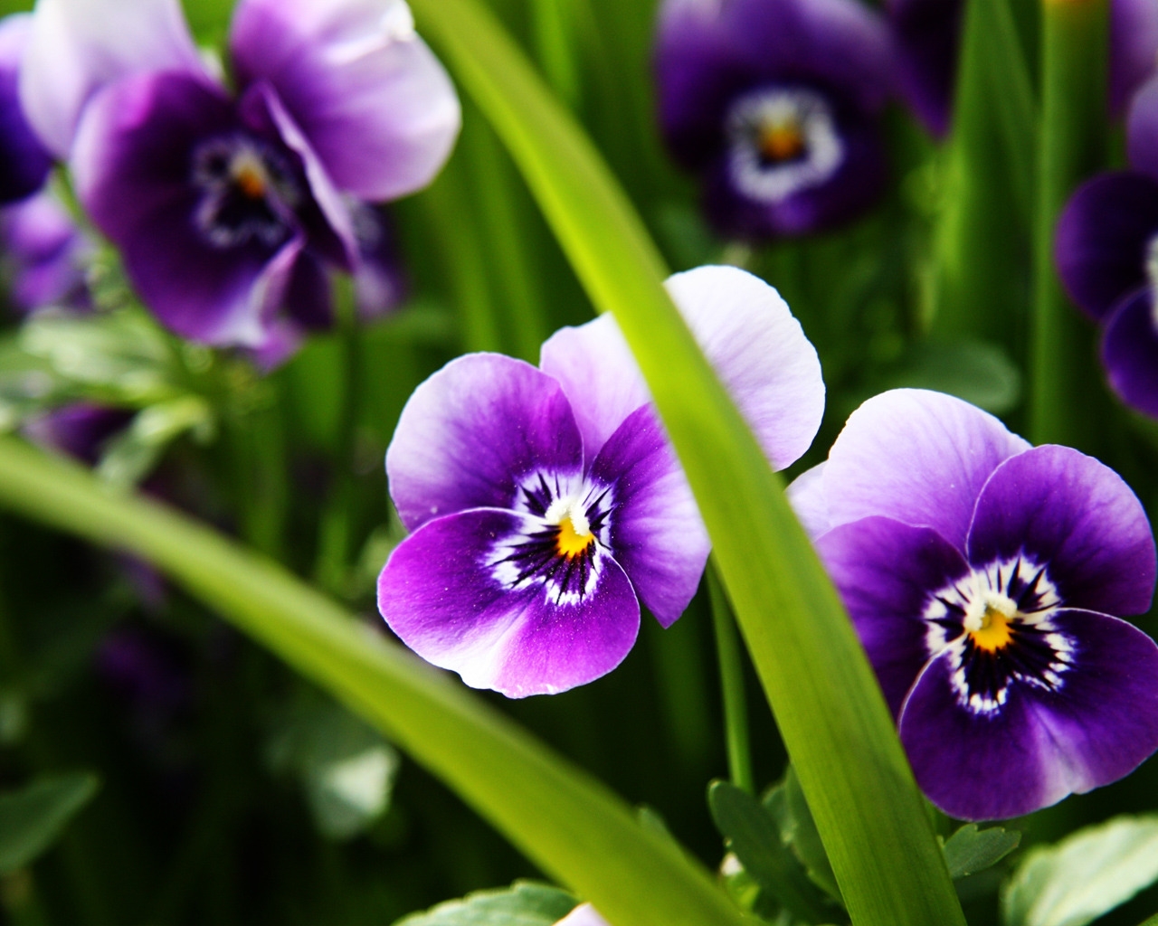 Purple Pansies for 1280 x 1024 resolution