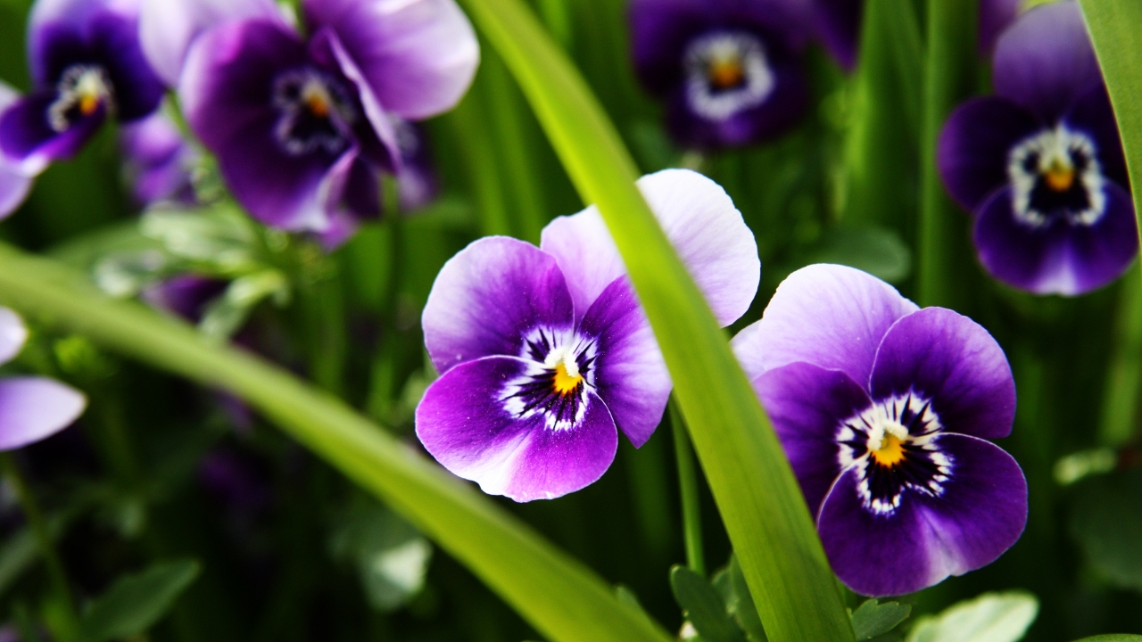 Purple Pansies for 1280 x 720 HDTV 720p resolution