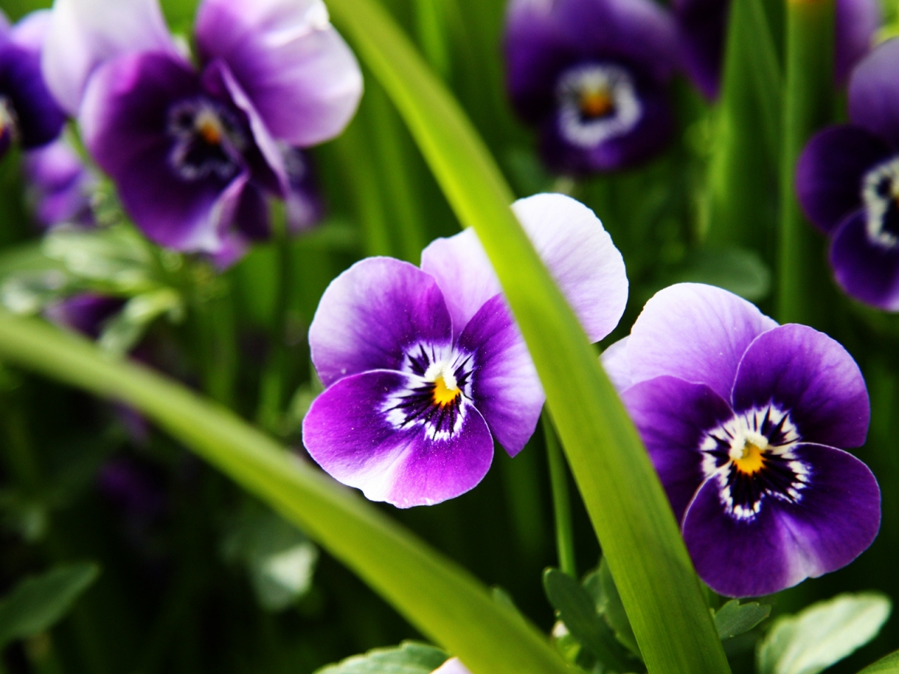 Purple Pansies for 1280 x 960 resolution
