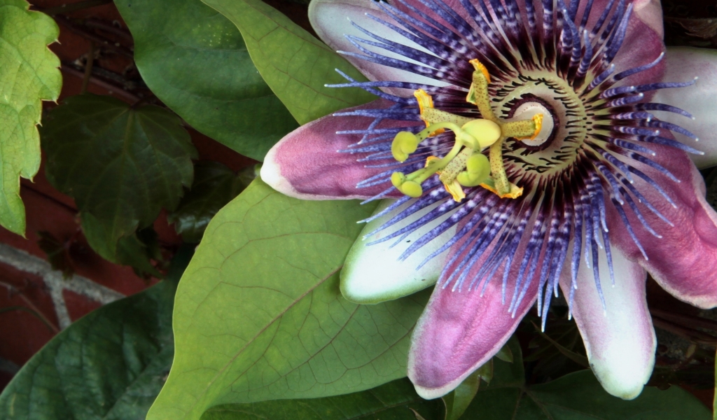 Purple Spring Flower for 1024 x 600 widescreen resolution