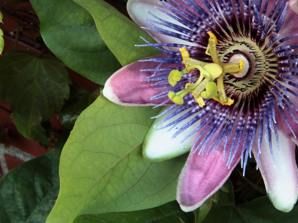 Purple Spring Flower for 1024 x 768 resolution