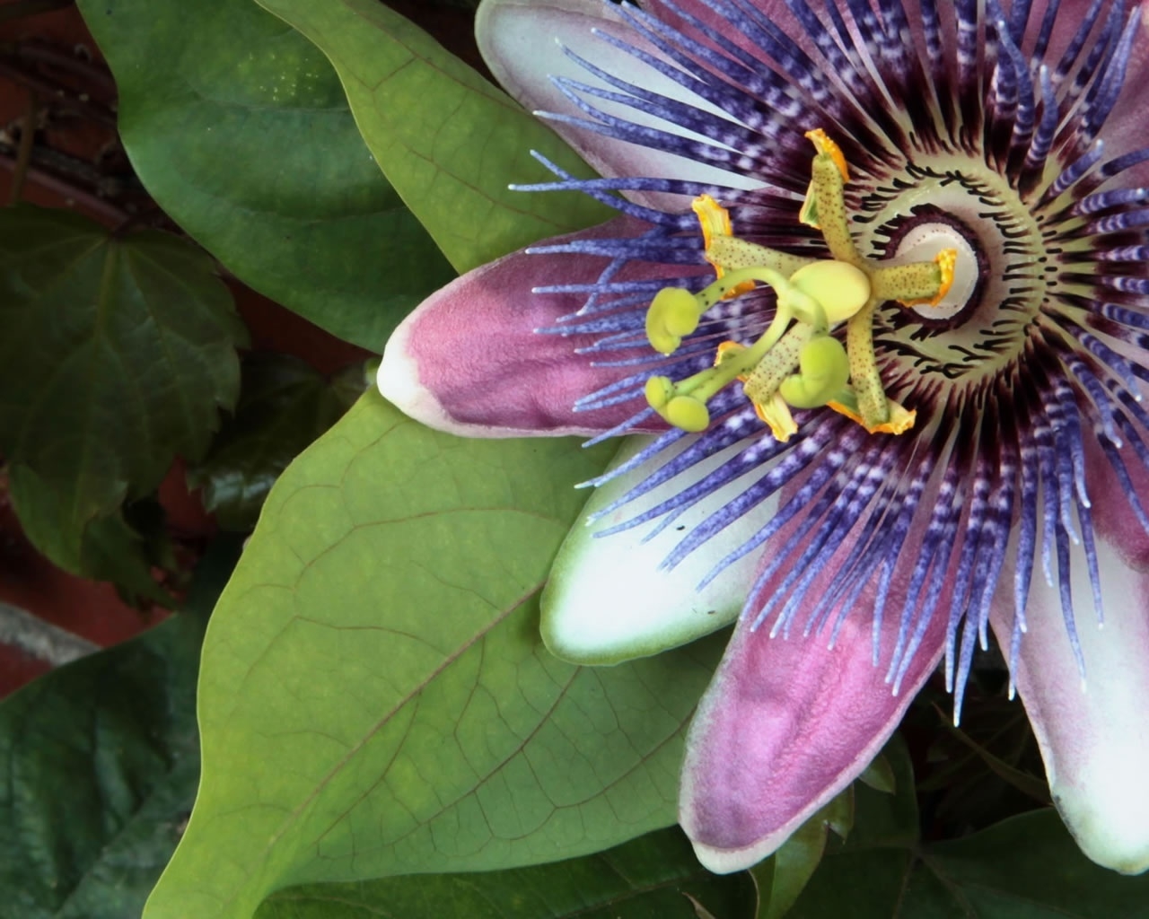 Purple Spring Flower for 1280 x 1024 resolution