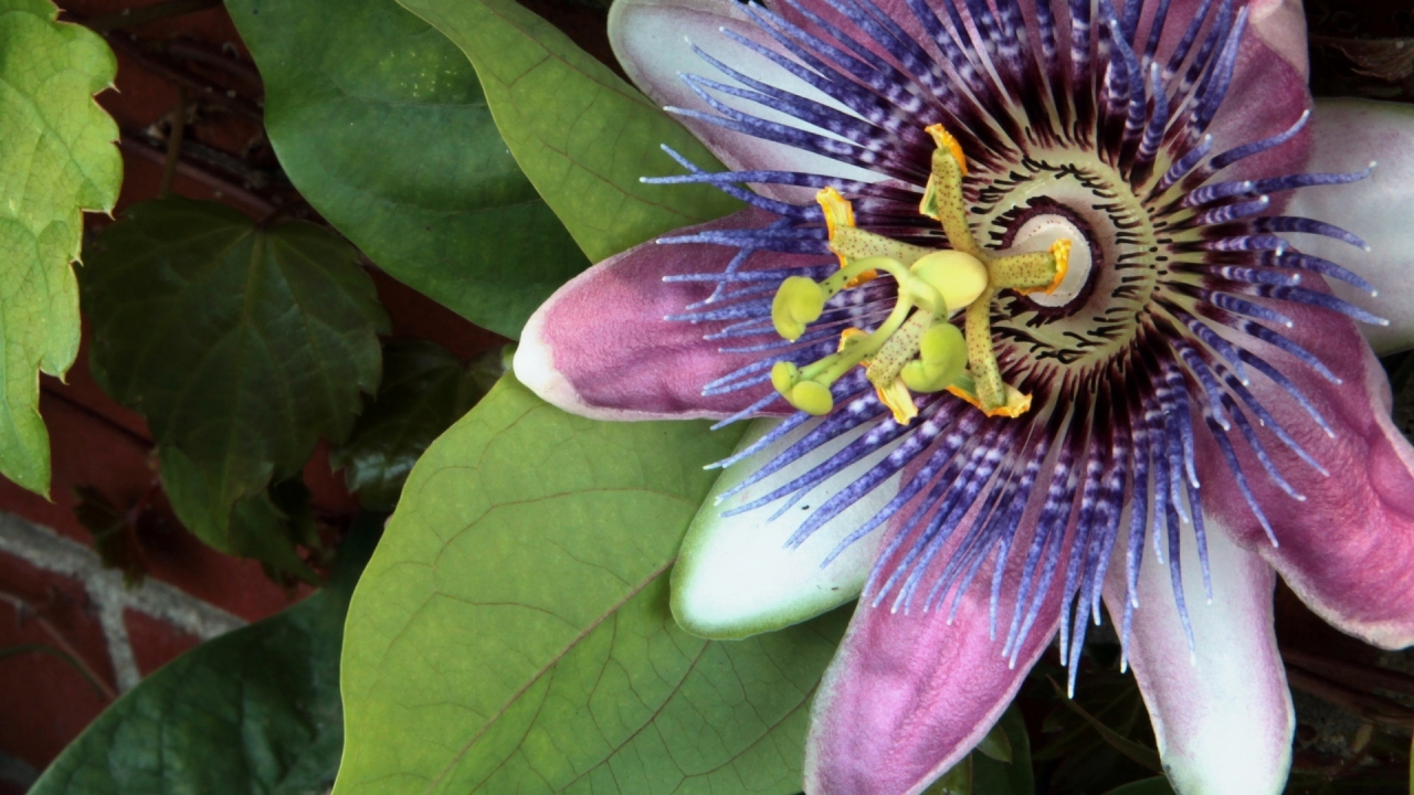 Purple Spring Flower for 1280 x 720 HDTV 720p resolution