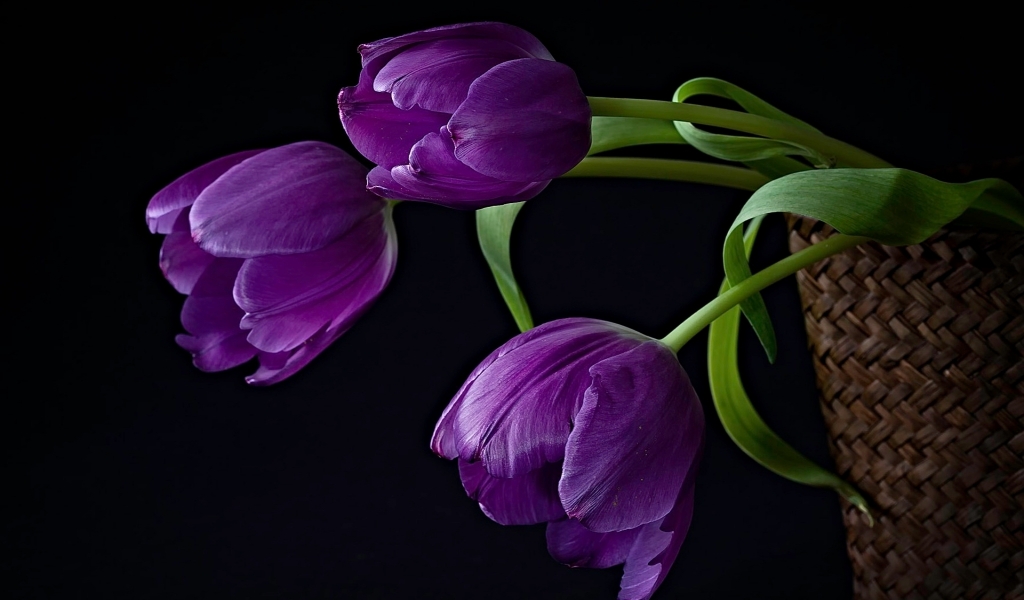 Purple Tulips for 1024 x 600 widescreen resolution