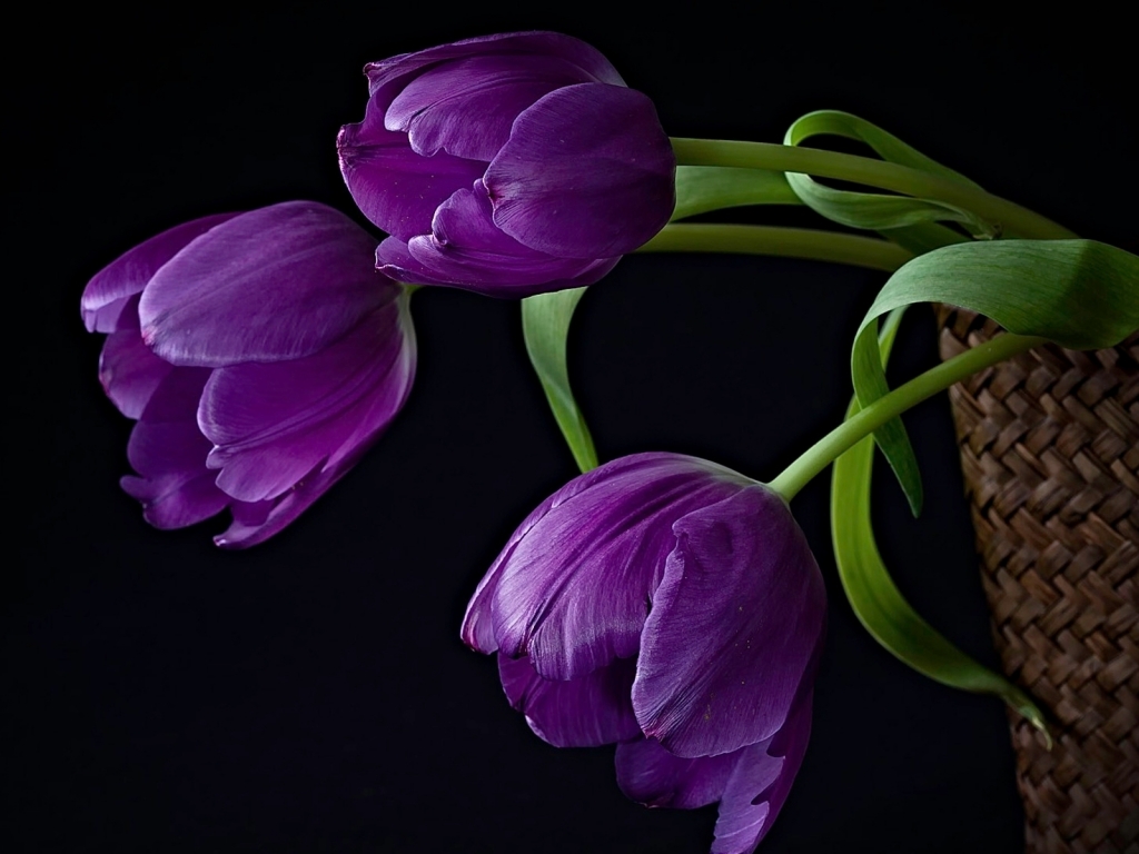 Purple Tulips for 1024 x 768 resolution