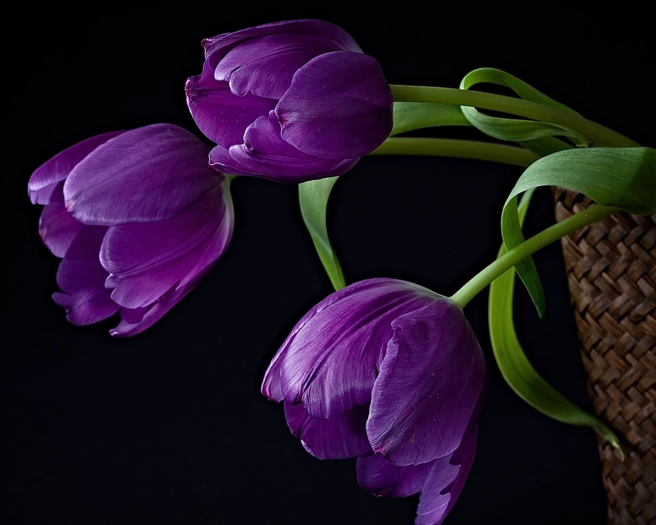 Purple Tulips for 1280 x 1024 resolution