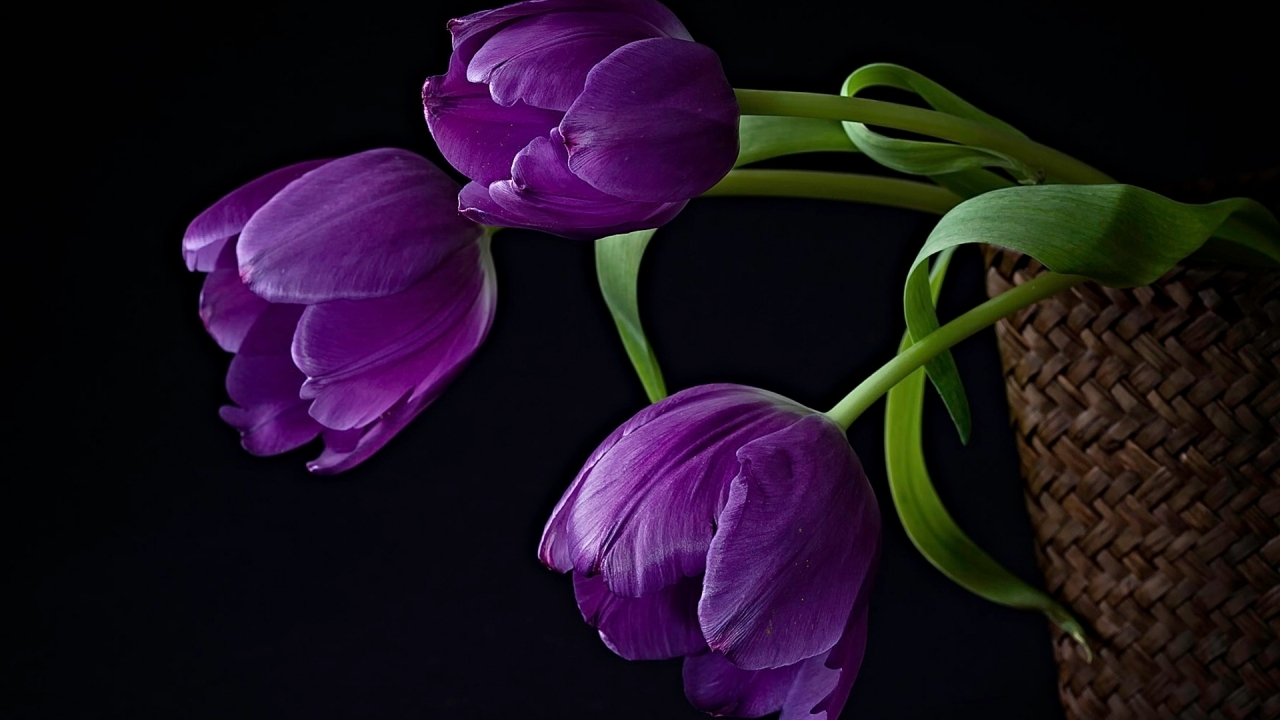 Purple Tulips for 1280 x 720 HDTV 720p resolution