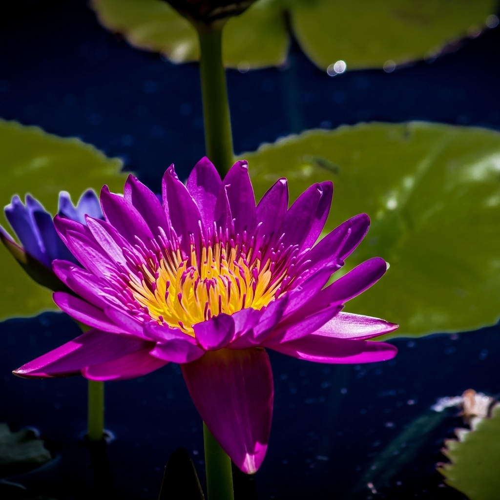 Purple Water Lily for 1024 x 1024 iPad resolution