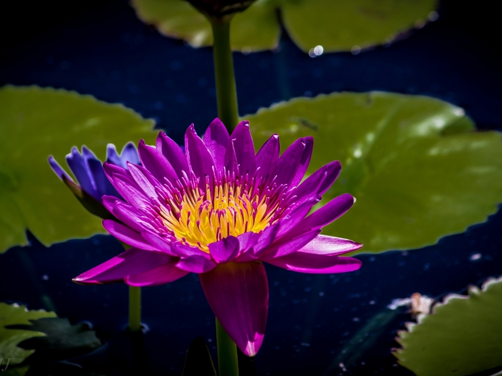 Purple Water Lily for 1024 x 768 resolution