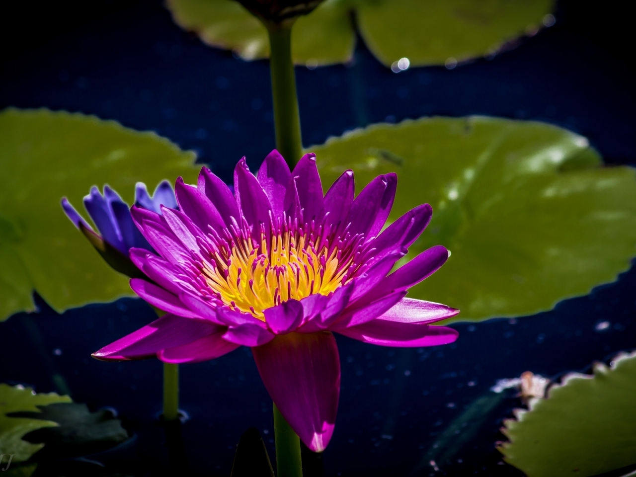 Purple Water Lily for 1280 x 960 resolution