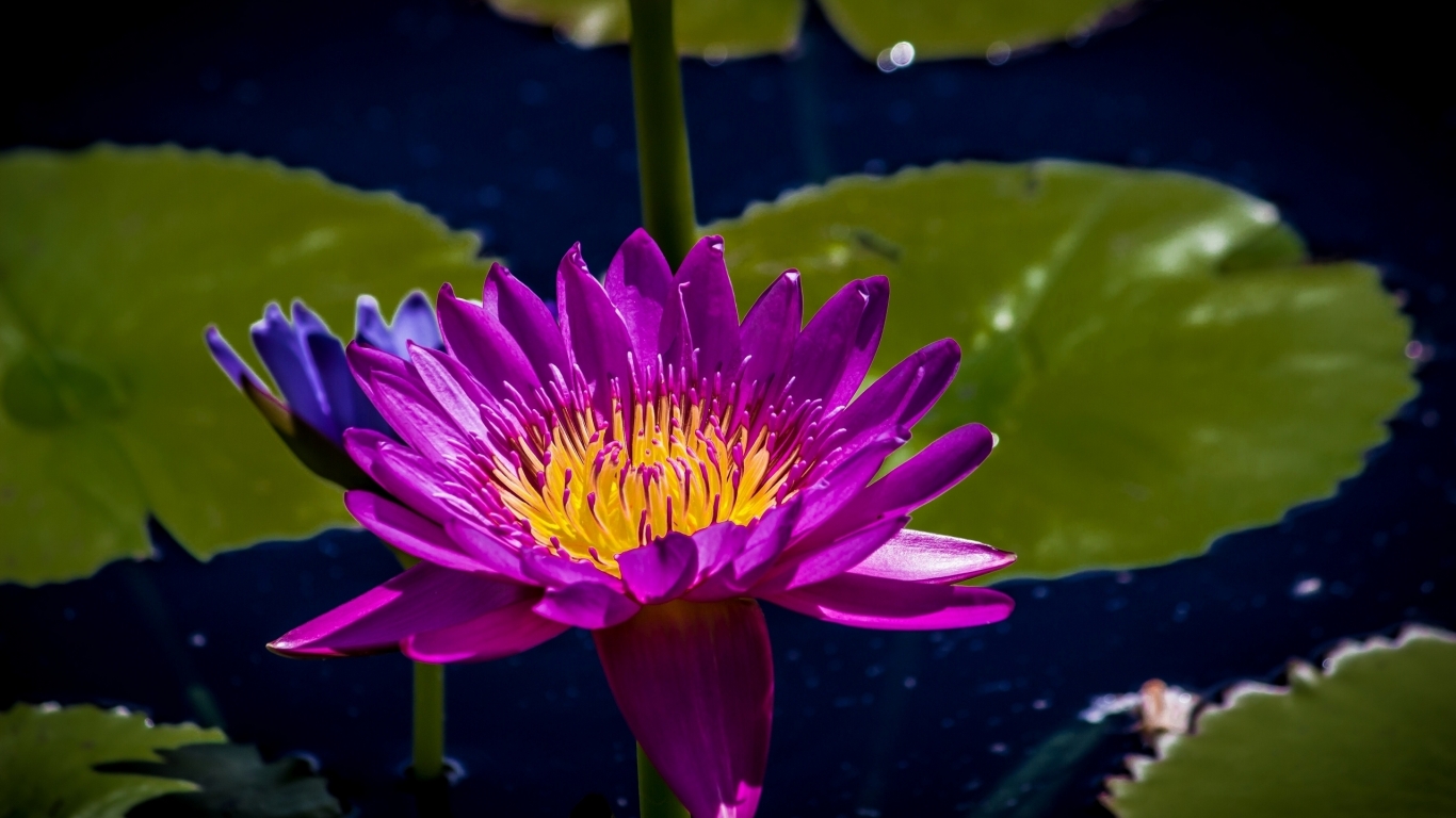 Purple Water Lily for 1366 x 768 HDTV resolution