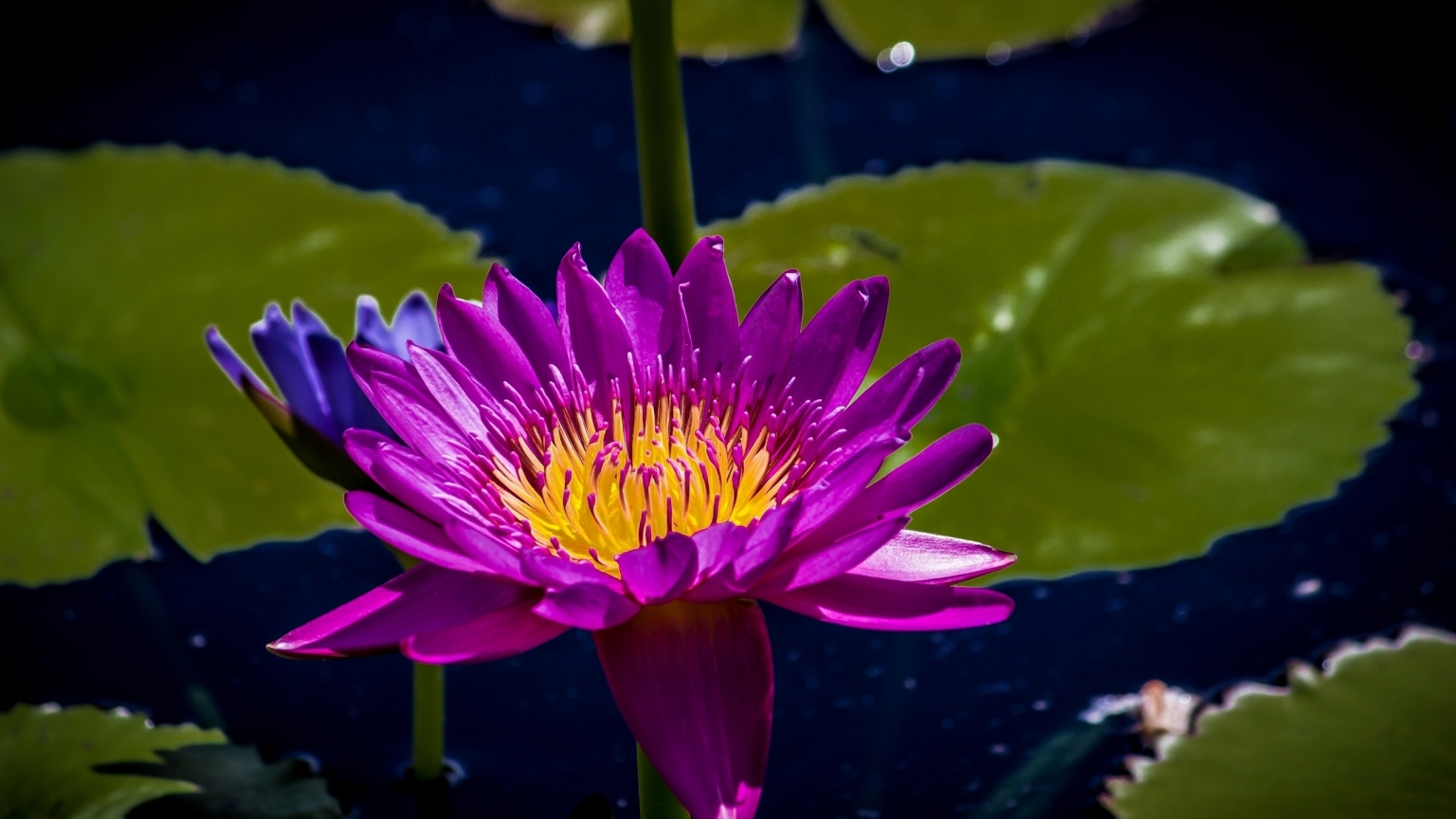 Purple Water Lily for 1536 x 864 HDTV resolution