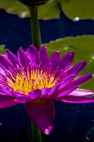 Purple Water Lily for 320 x 480 iPhone resolution