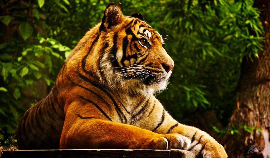 Quiet Tiger for 1024 x 600 widescreen resolution