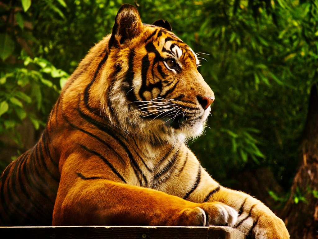 Quiet Tiger for 1024 x 768 resolution
