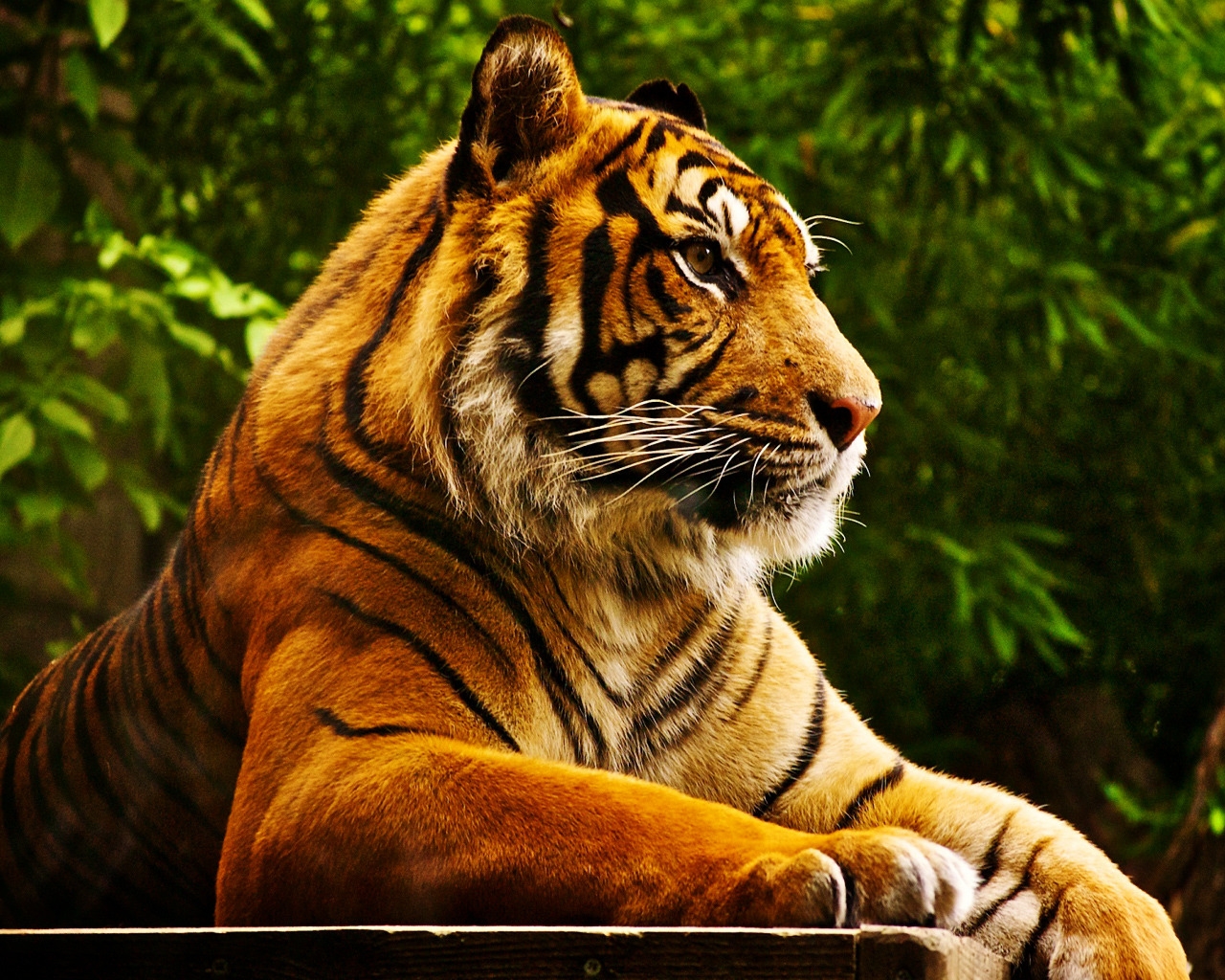 Quiet Tiger for 1280 x 1024 resolution