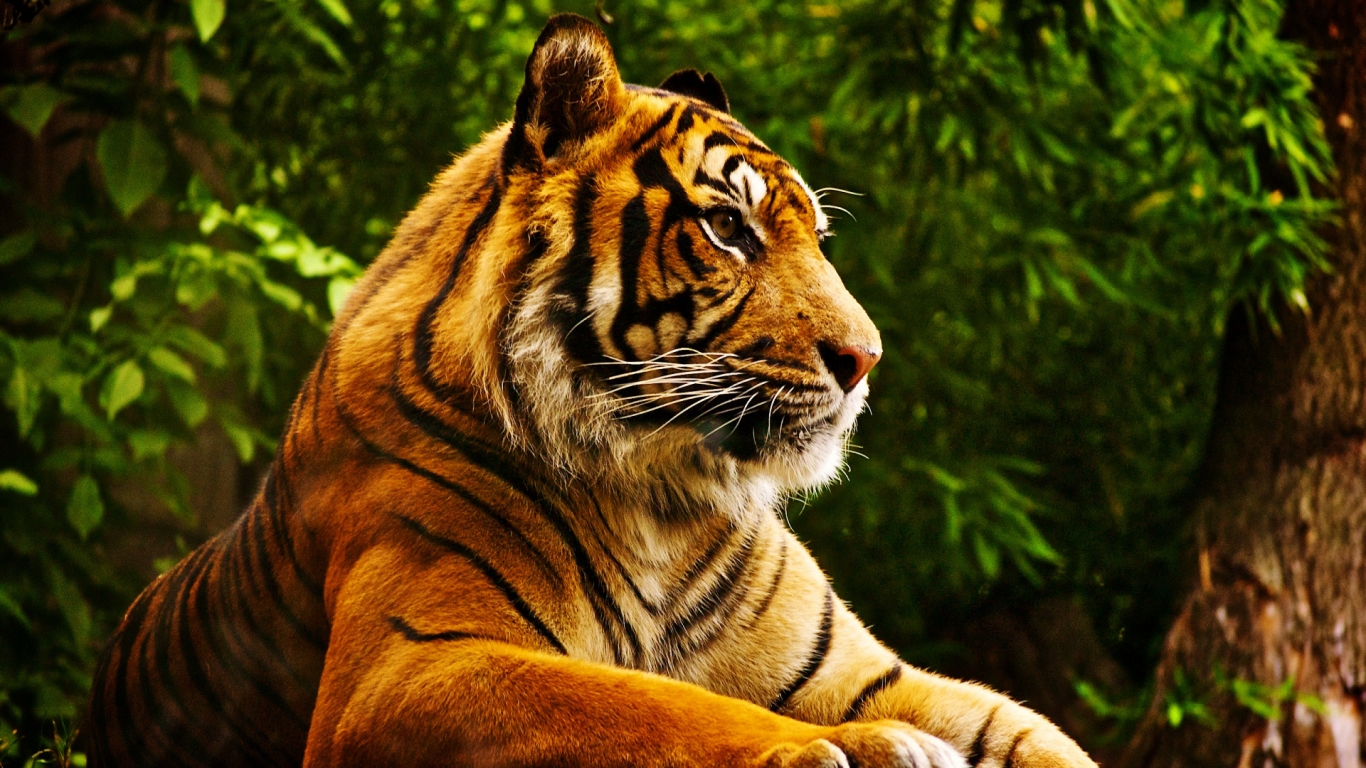 Quiet Tiger for 1366 x 768 HDTV resolution