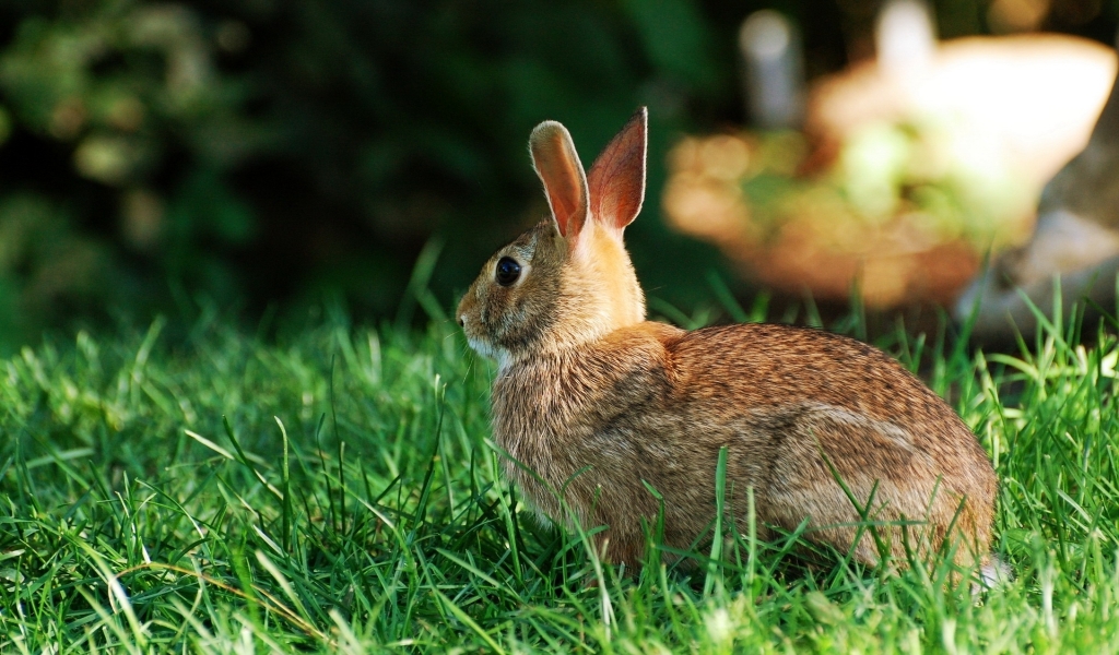Rabbit for 1024 x 600 widescreen resolution