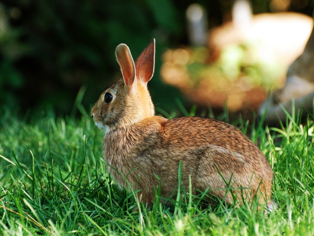 Rabbit for 1024 x 768 resolution