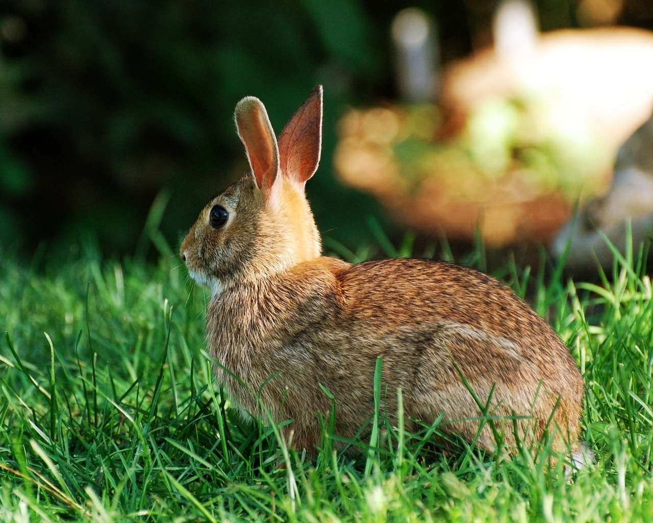 Rabbit for 1280 x 1024 resolution