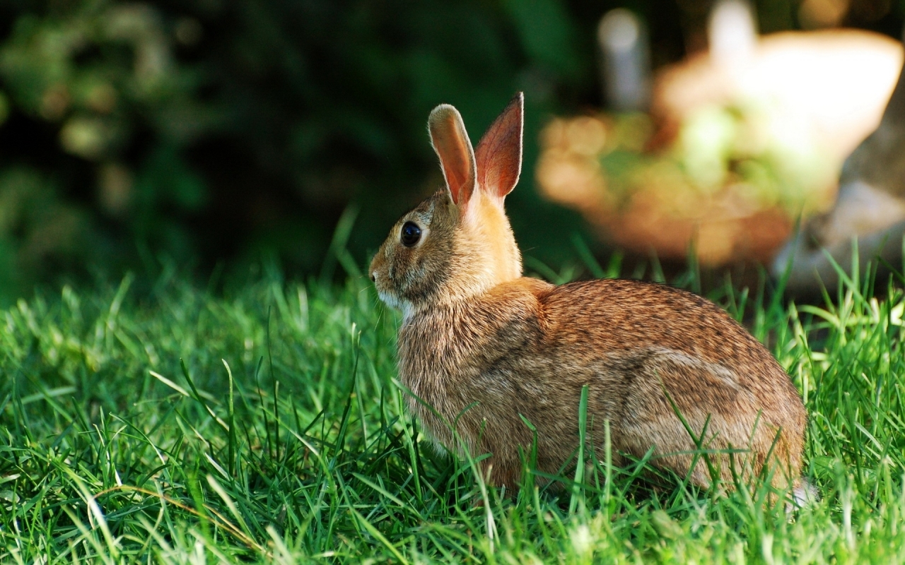 Rabbit for 1280 x 800 widescreen resolution