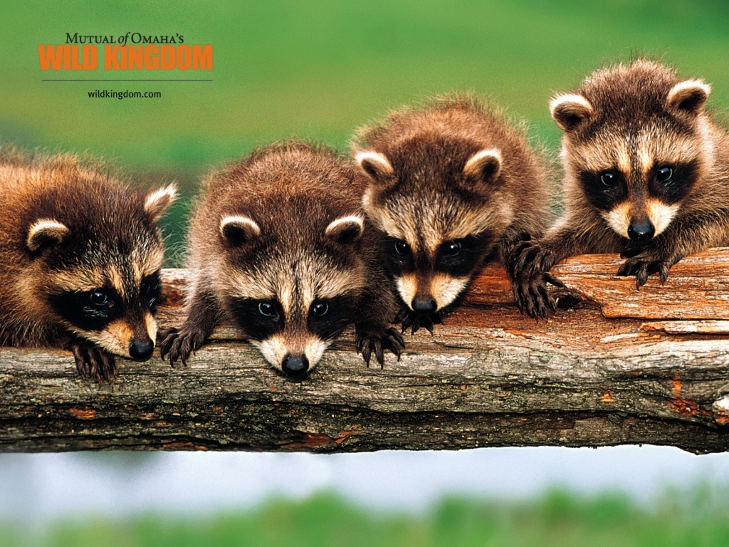 Racoons for 1024 x 768 resolution