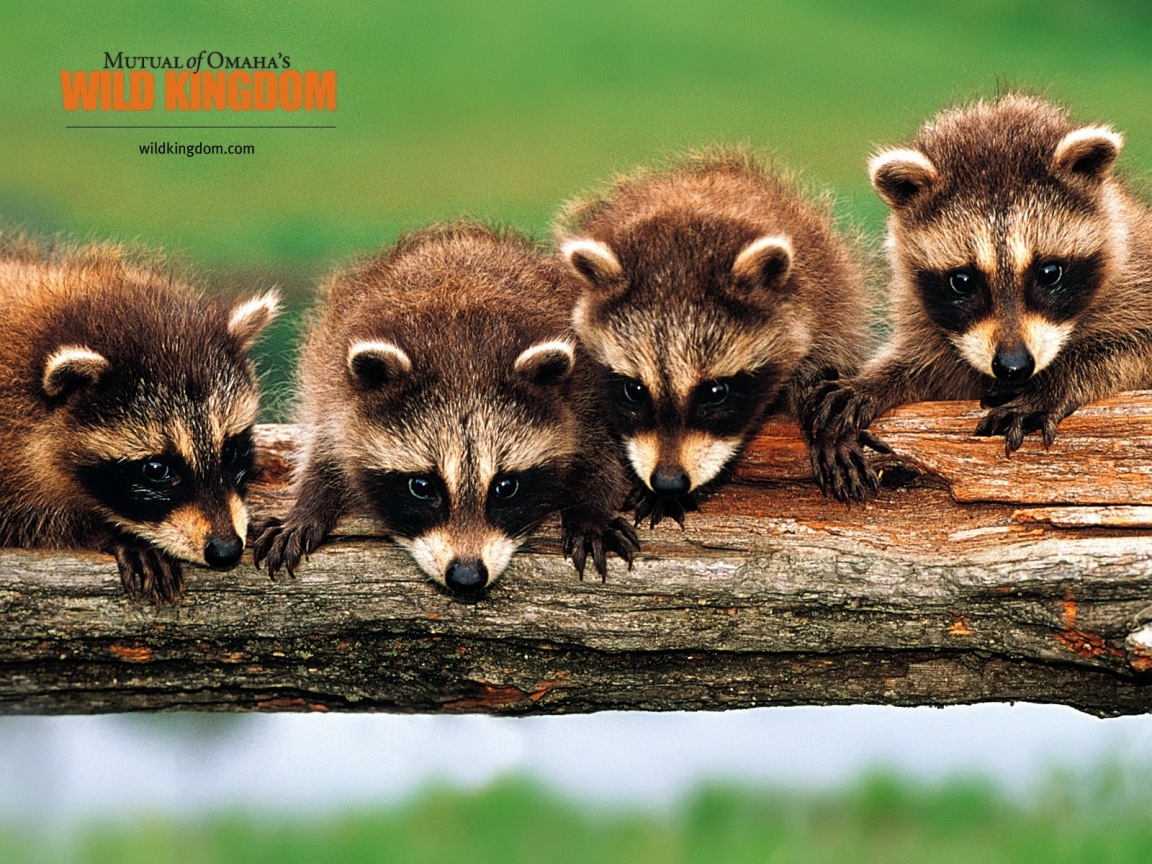 Racoons for 1152 x 864 resolution