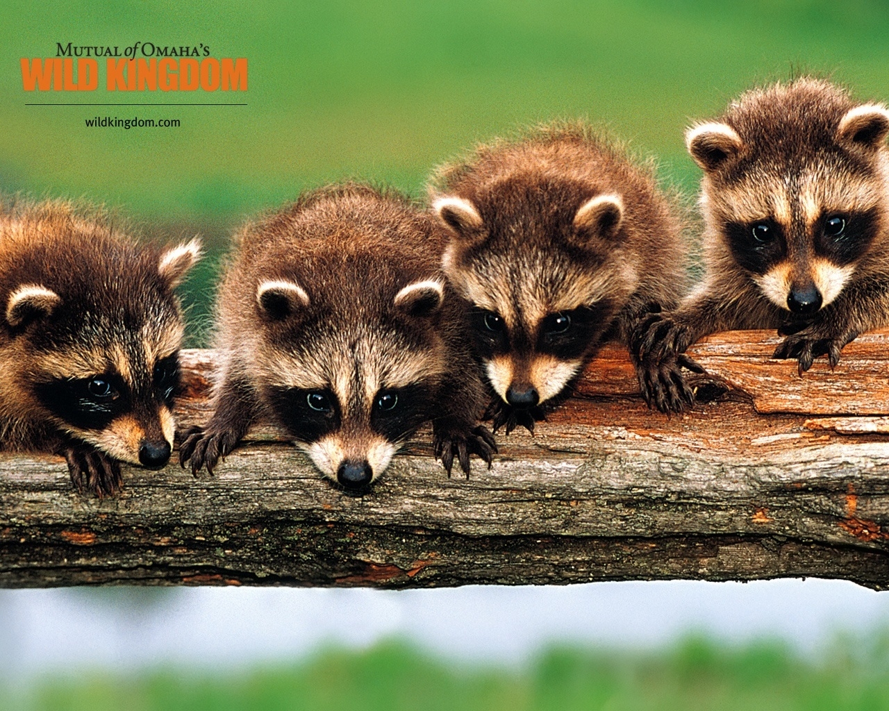 Racoons for 1280 x 1024 resolution