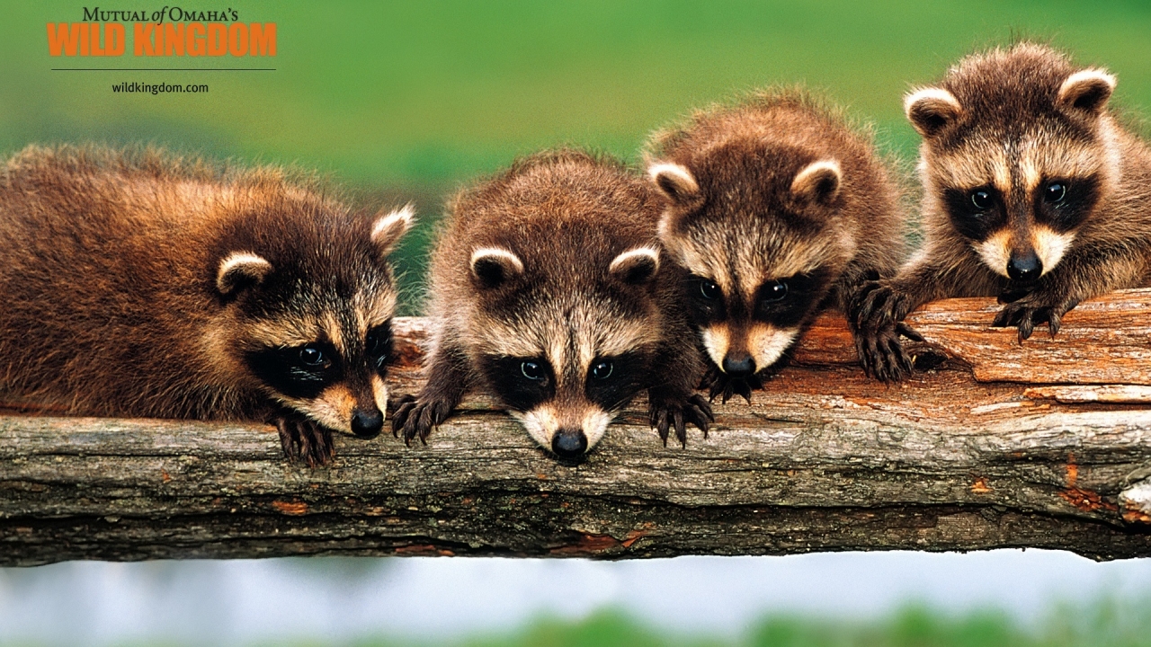 Racoons for 1280 x 720 HDTV 720p resolution