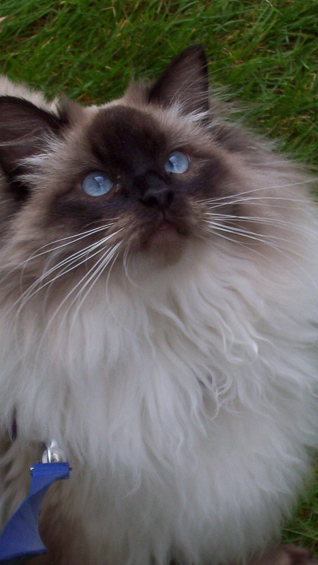 Ragdoll Cat for 640 x 1136 iPhone 5 resolution
