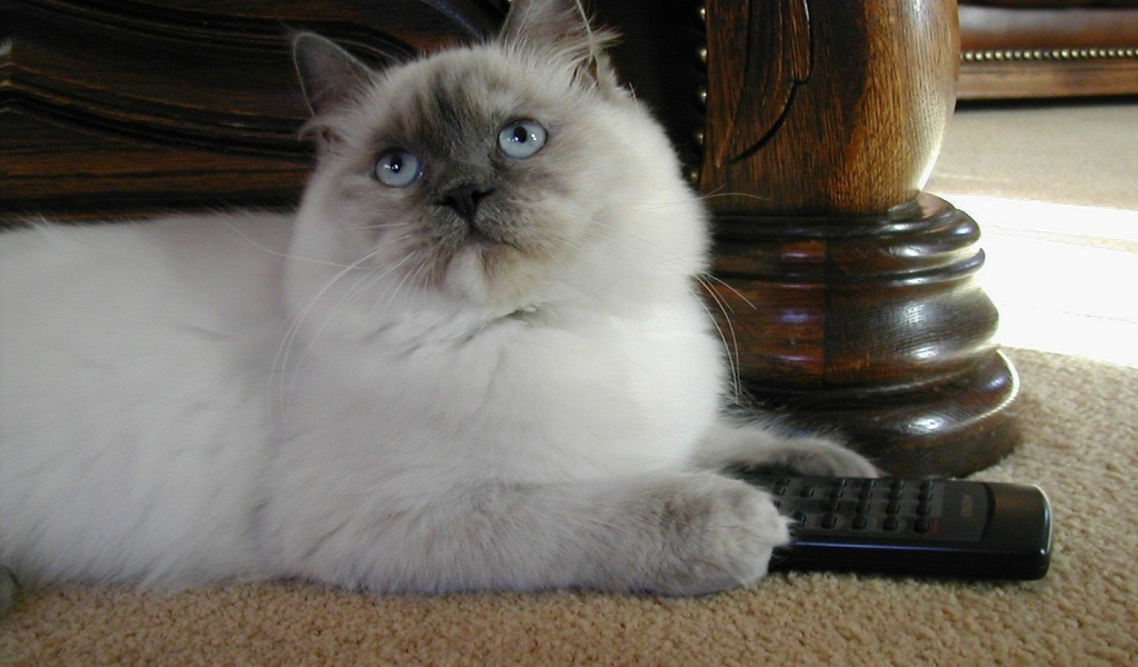 Ragdoll Lilac Tortie Cat for 1024 x 600 widescreen resolution