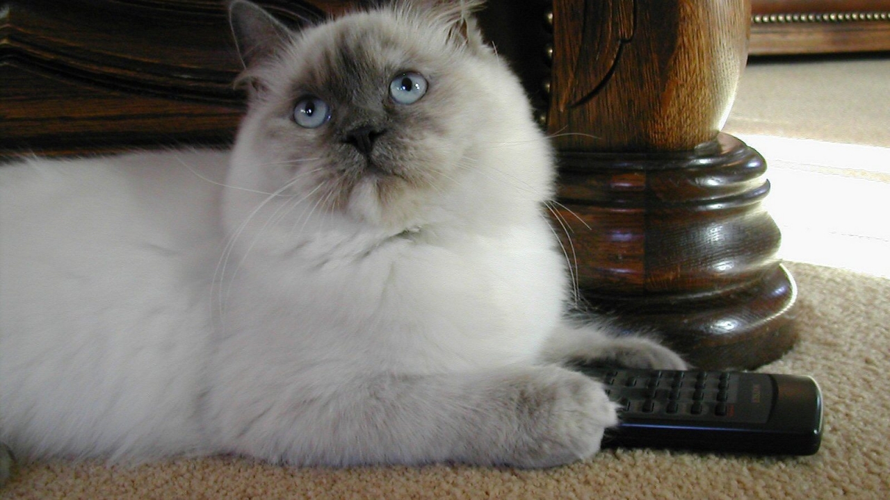 Ragdoll Lilac Tortie Cat for 1280 x 720 HDTV 720p resolution