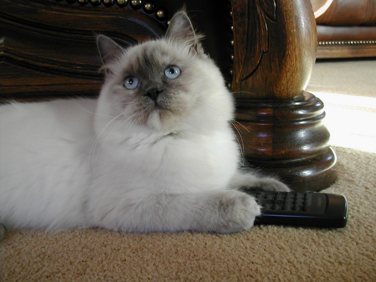 Ragdoll Lilac Tortie Cat for 1280 x 960 resolution
