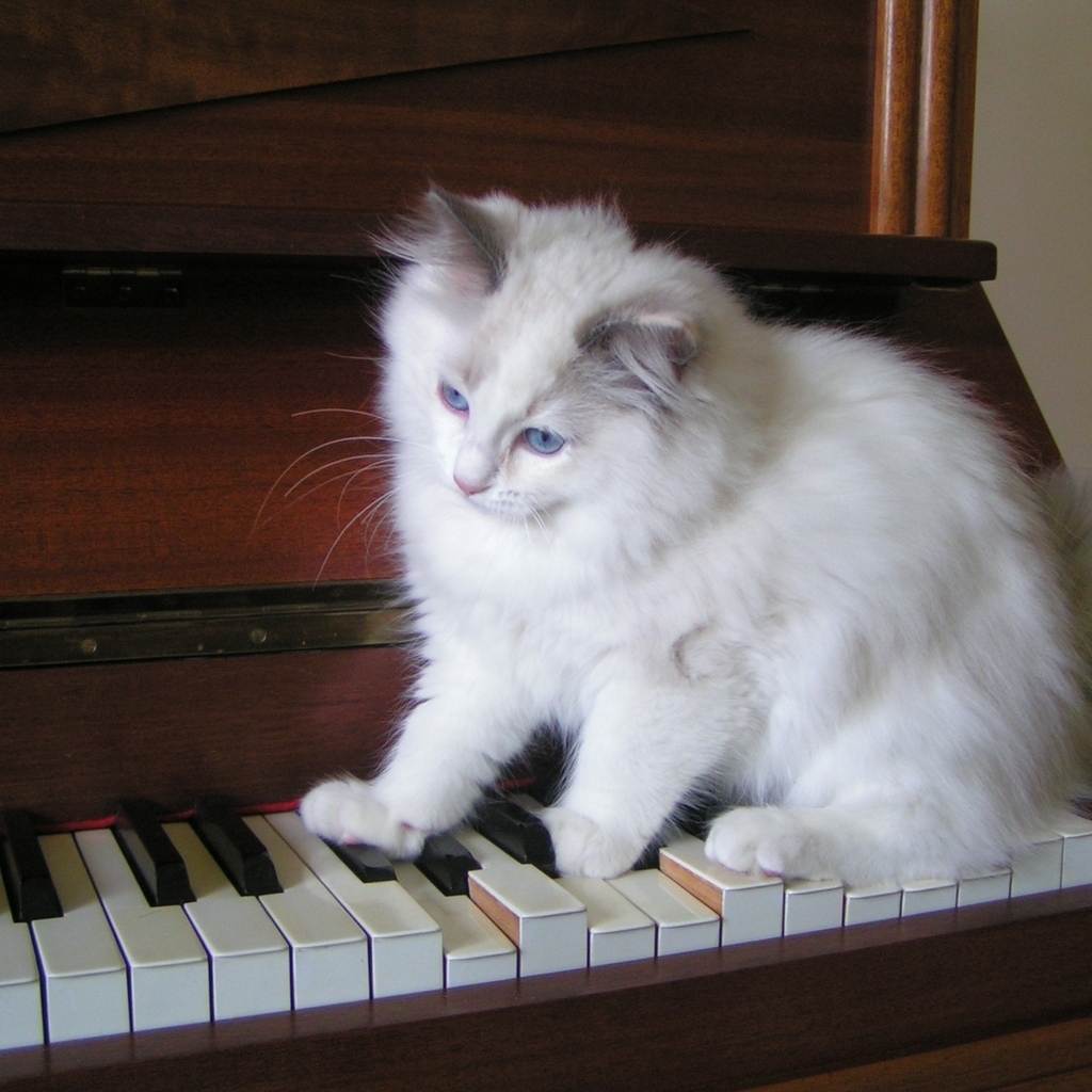 Ragdoll Tortie Playing the Piano for 1024 x 1024 iPad resolution