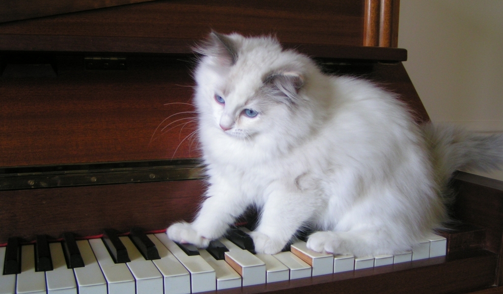 Ragdoll Tortie Playing the Piano for 1024 x 600 widescreen resolution