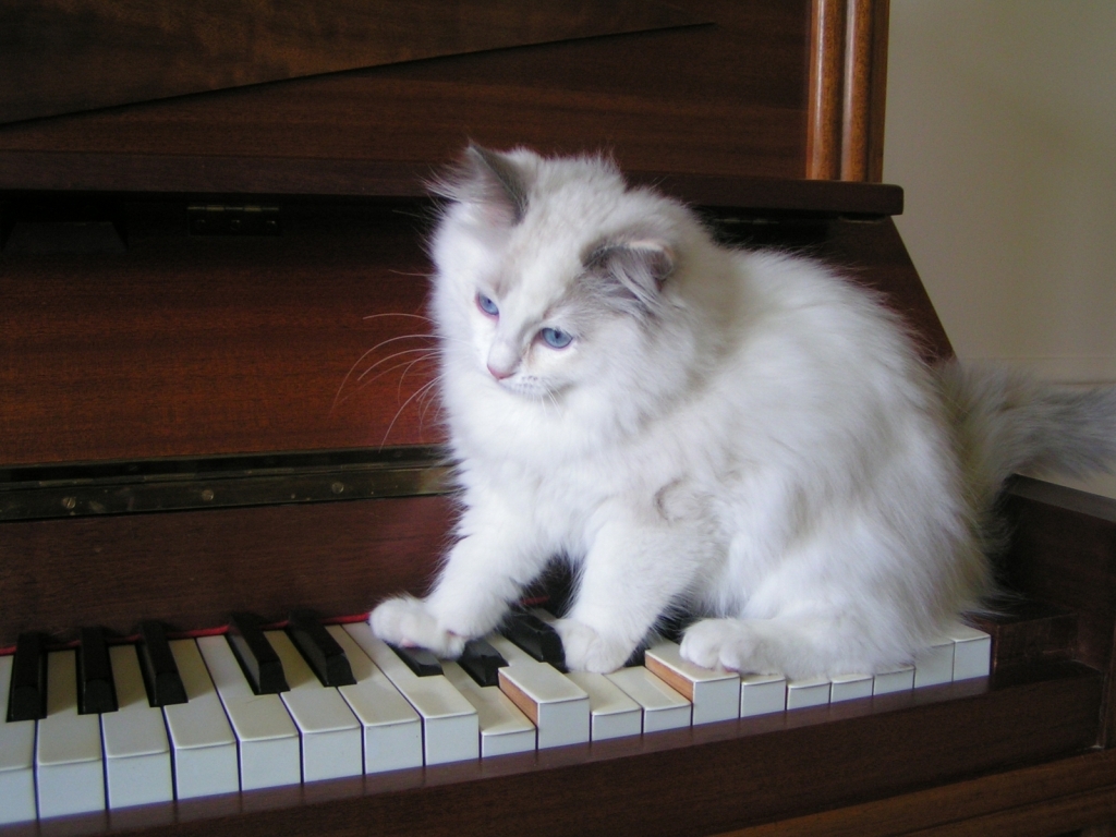 Ragdoll Tortie Playing the Piano for 1024 x 768 resolution