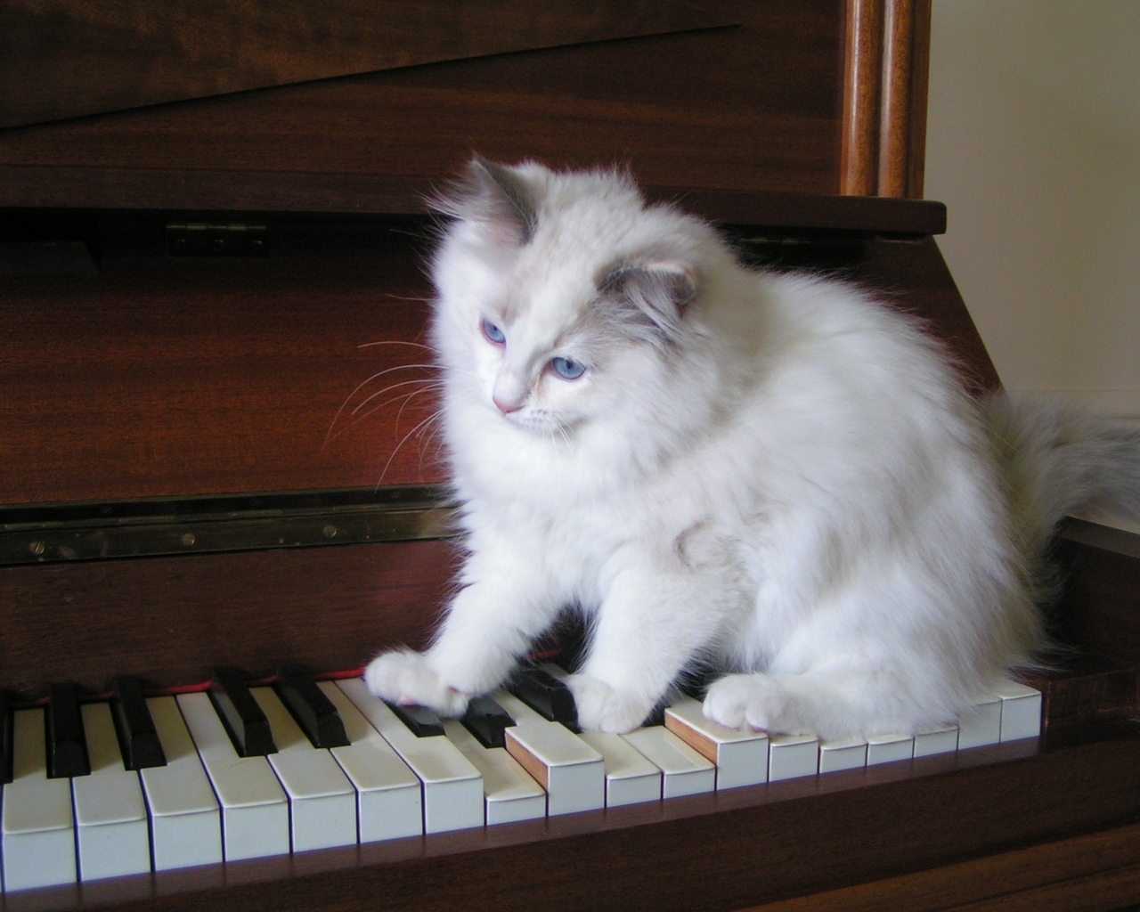 Ragdoll Tortie Playing the Piano for 1280 x 1024 resolution