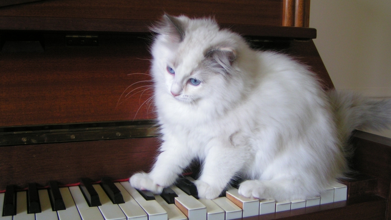Ragdoll Tortie Playing the Piano for 1280 x 720 HDTV 720p resolution