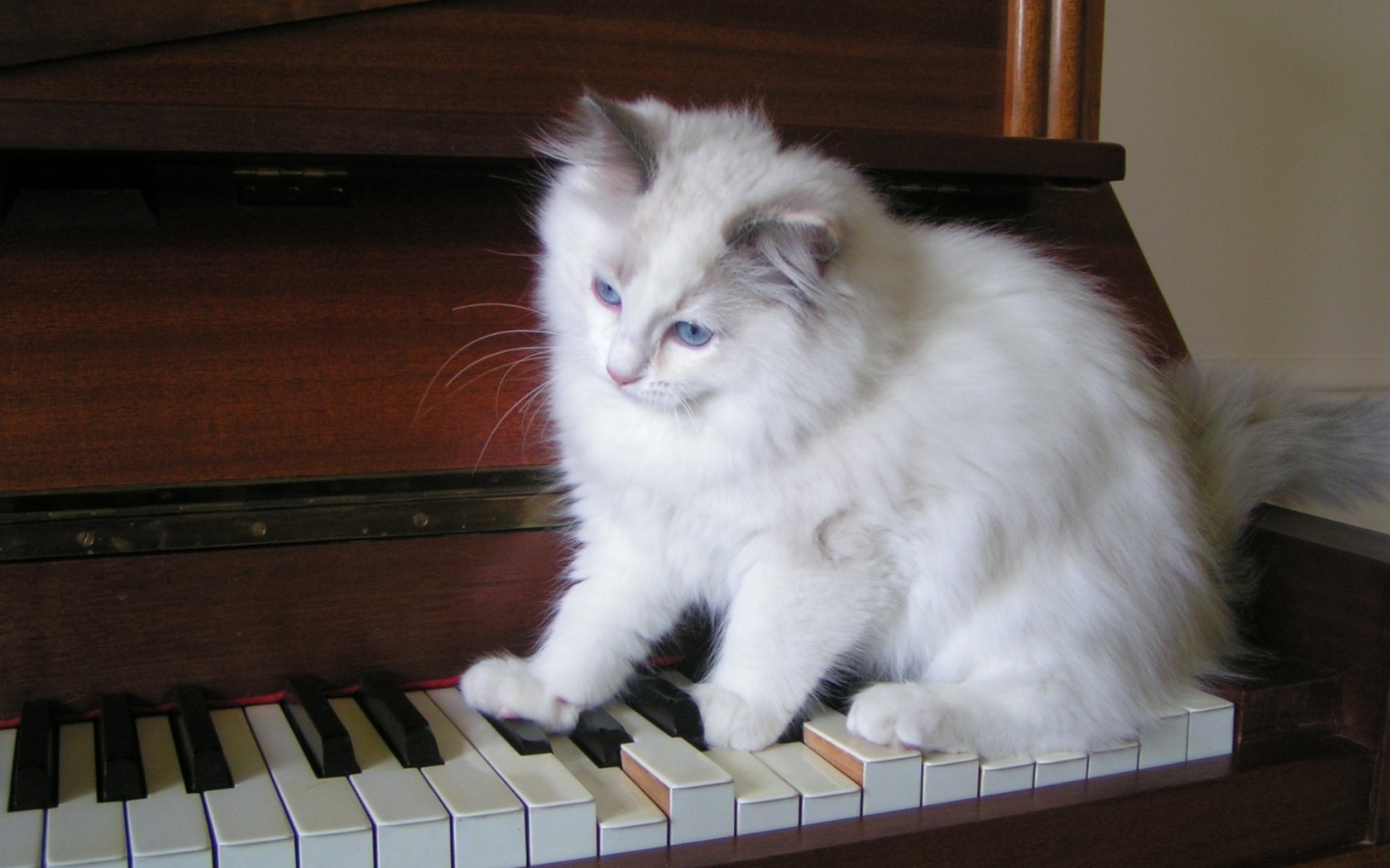 Ragdoll Tortie Playing the Piano for 1680 x 1050 widescreen resolution