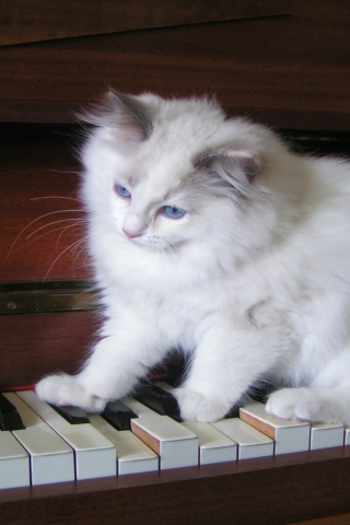 Ragdoll Tortie Playing the Piano for 320 x 480 iPhone resolution