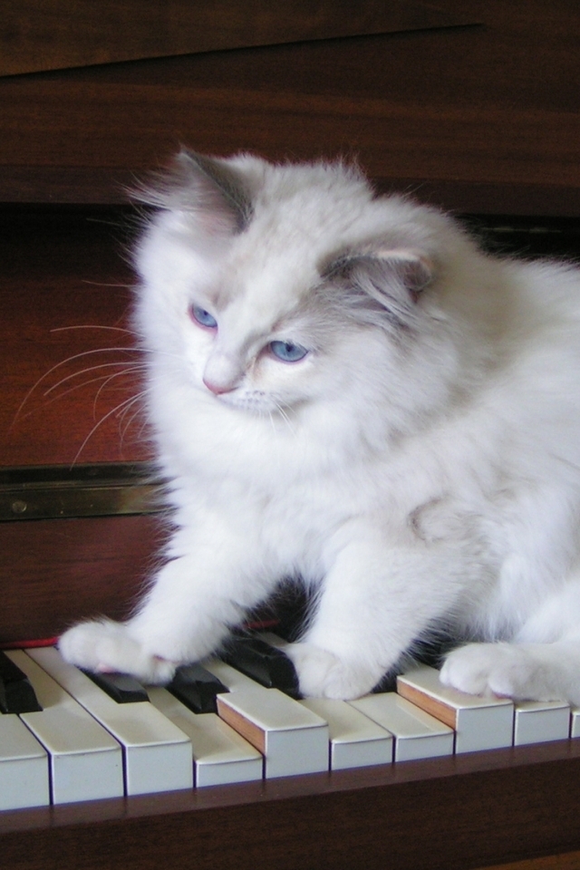 Ragdoll Tortie Playing the Piano for 640 x 960 iPhone 4 resolution